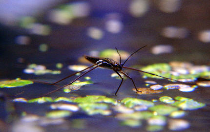 Water strider